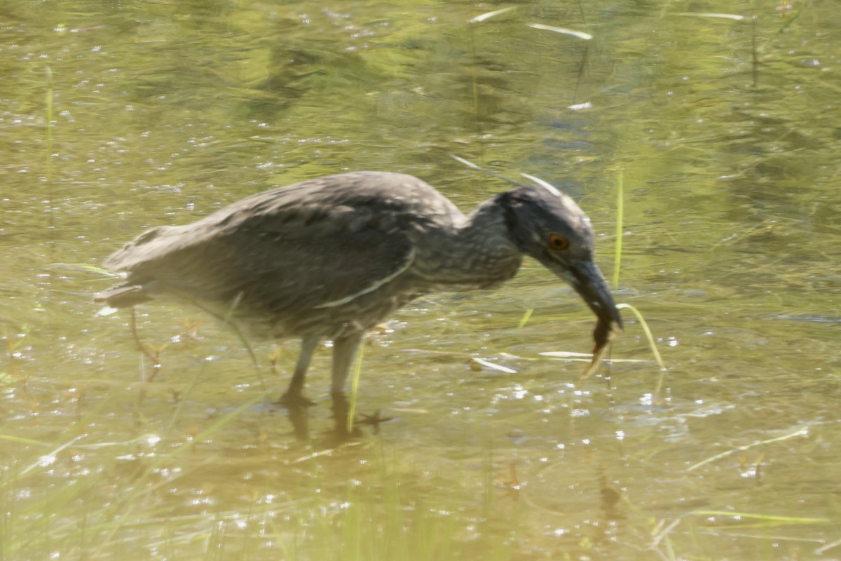 Yellow-crowned Night Heron - Bruce Cole