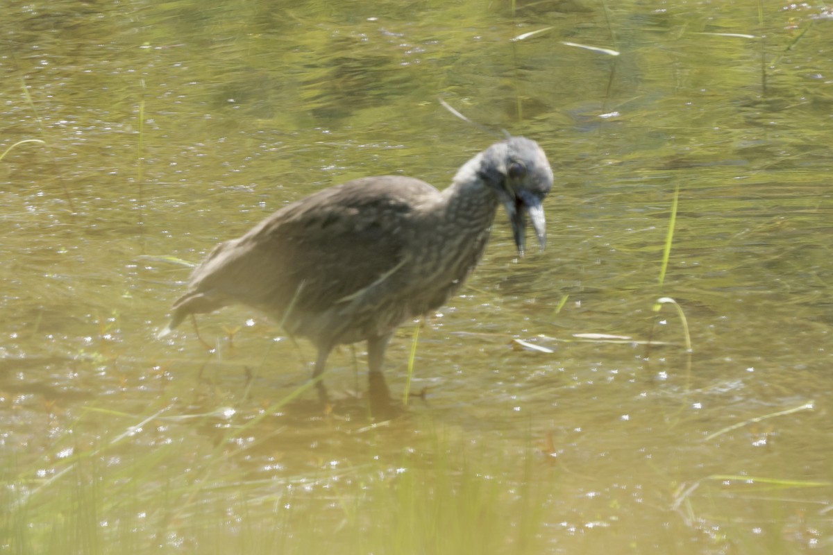 Yellow-crowned Night Heron - ML619387992