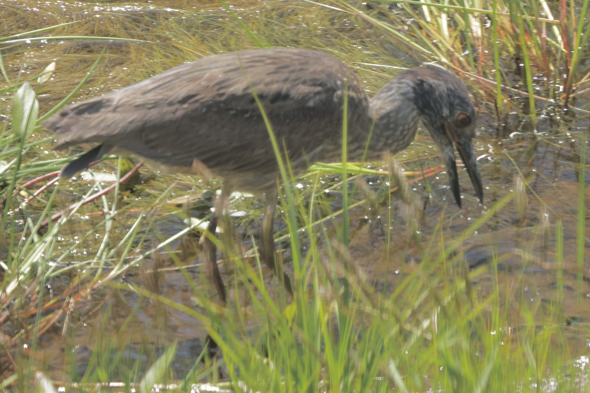 Yellow-crowned Night Heron - ML619387993