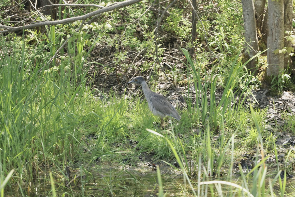 Yellow-crowned Night Heron - Bruce Cole