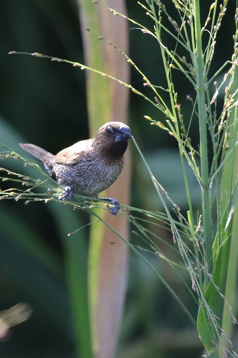 Scaly-breasted Munia - Sandra Ozols