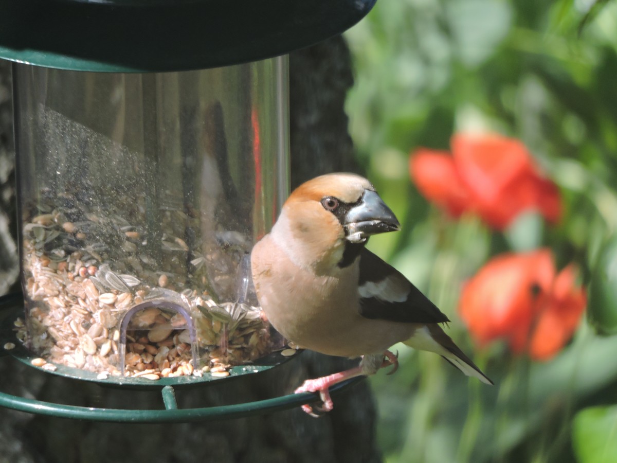 Hawfinch - Helmut Pfeifenberger