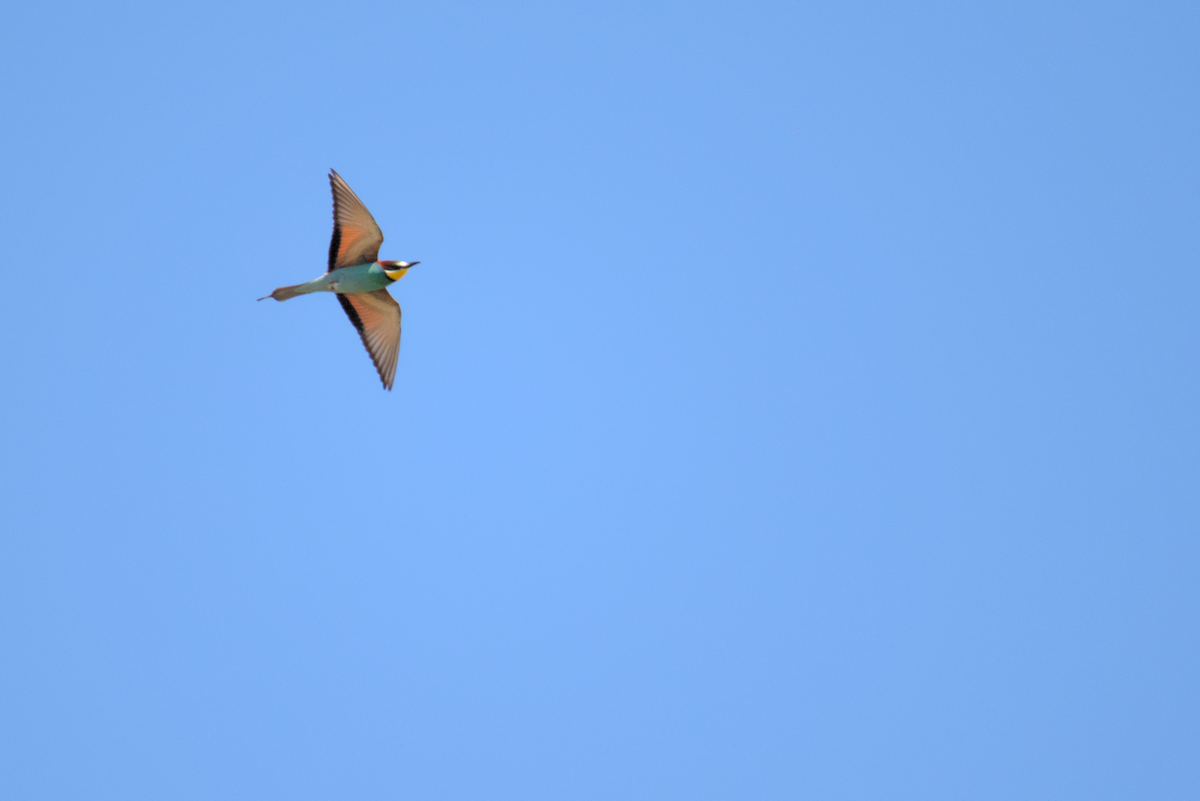 European Bee-eater - David Pascual-Hernández