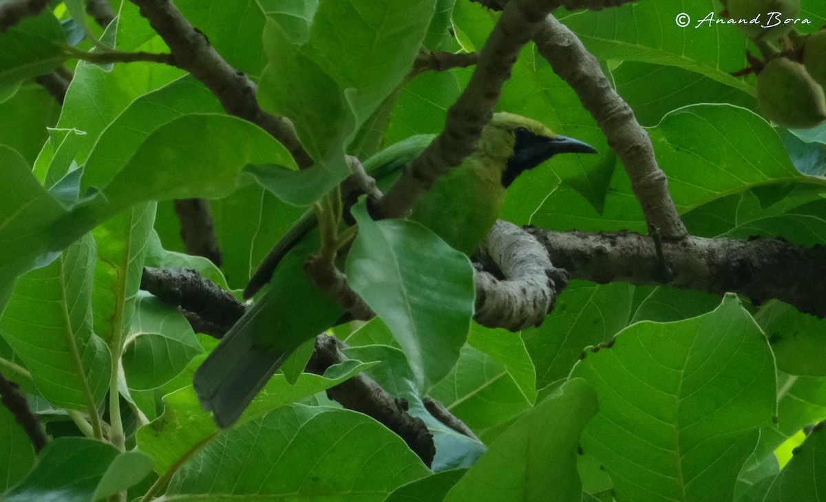 Golden-fronted Leafbird - anand bora
