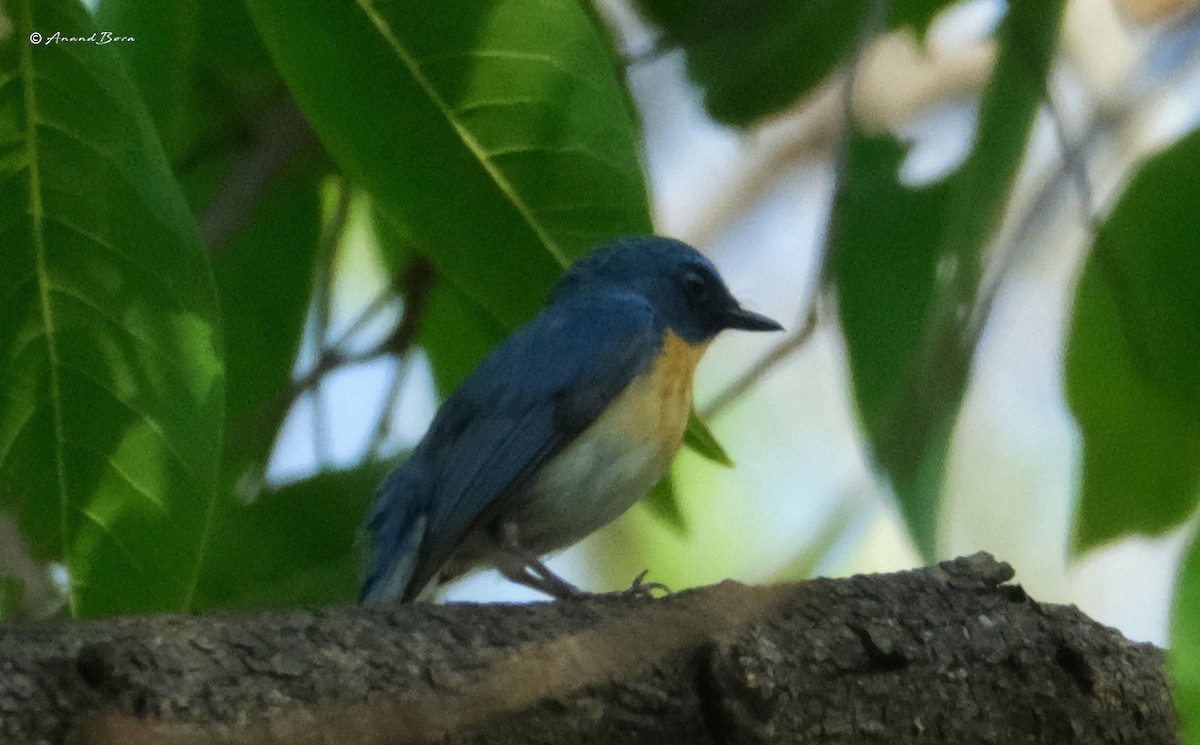 Tickell's Blue Flycatcher - anand bora