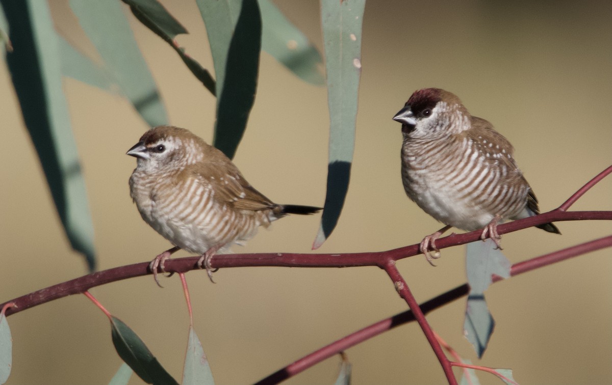 Plum-headed Finch - Yvonne van Netten