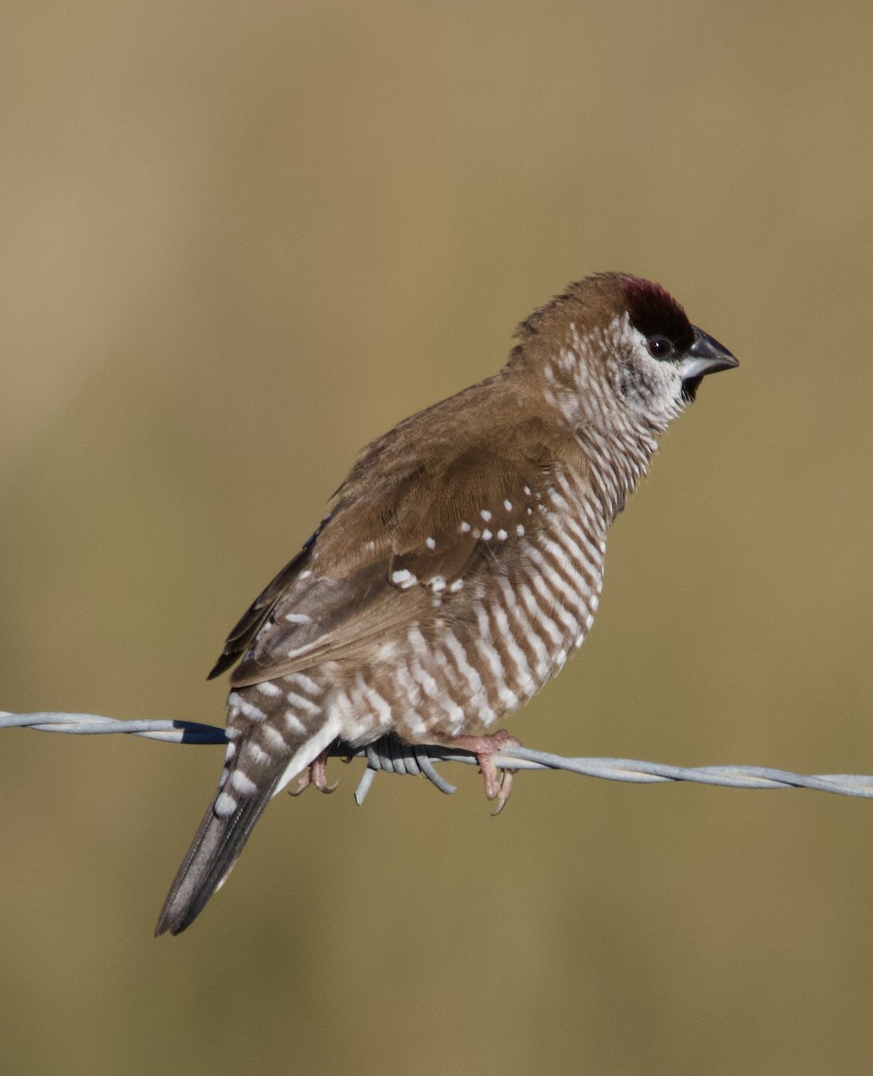 Plum-headed Finch - ML619388061