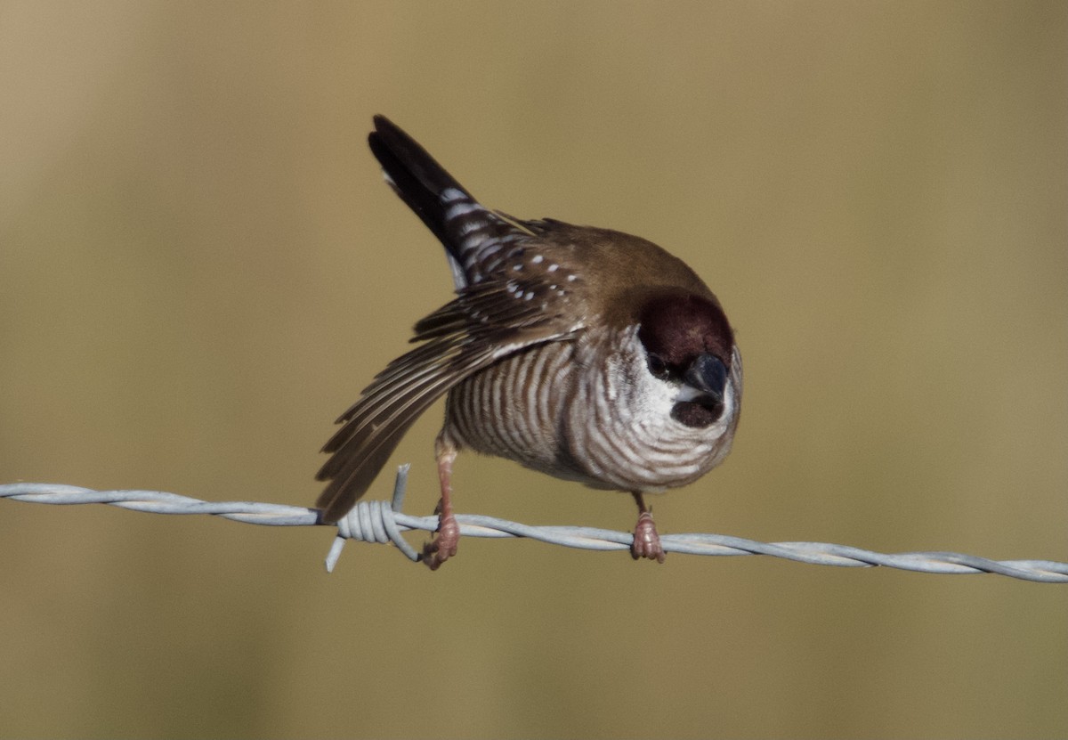 Plum-headed Finch - Yvonne van Netten