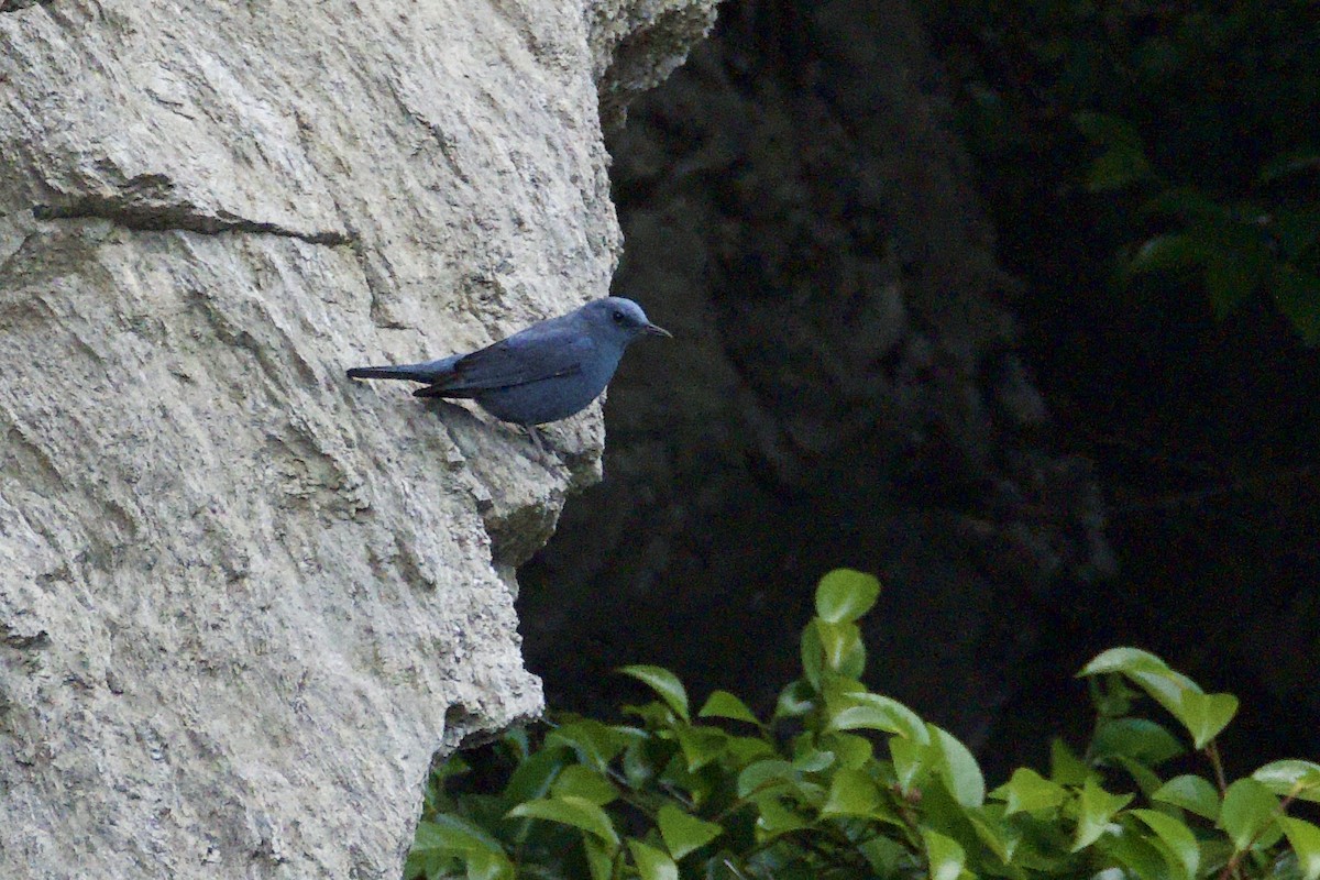 skalník modrý (ssp. pandoo) - ML619388085