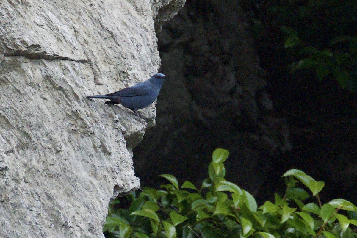 Blue Rock-Thrush (pandoo) - ML619388088