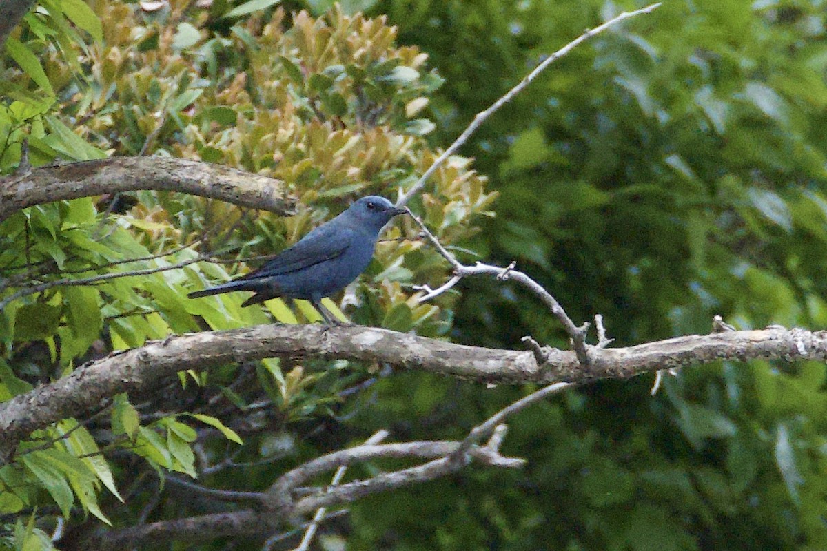 skalník modrý (ssp. pandoo) - ML619388089