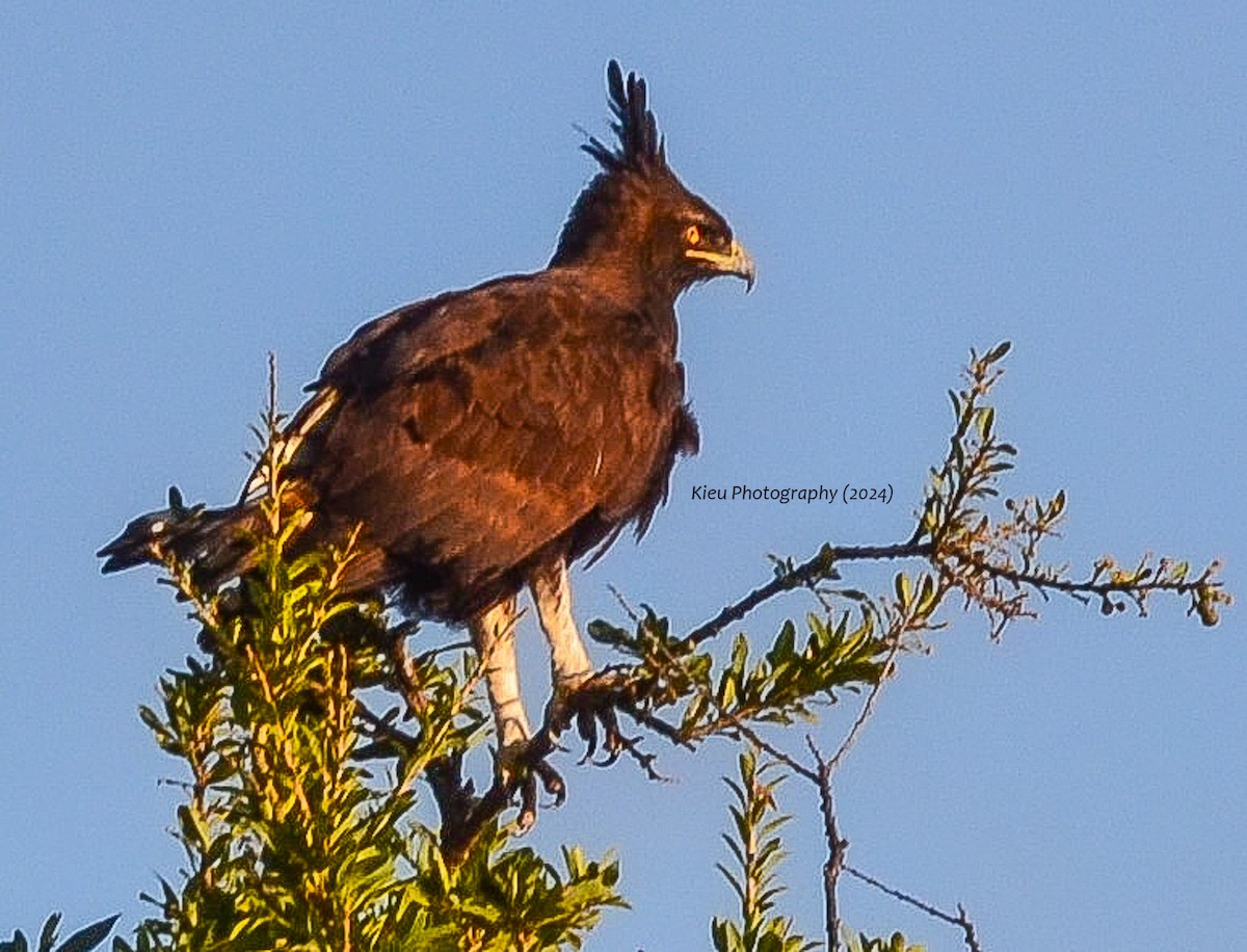 Águila Crestilarga - ML619388091