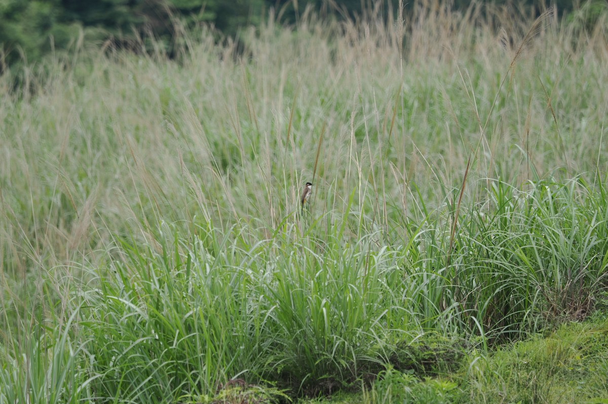 Brown-breasted Bulbul - Marius Grathwohl