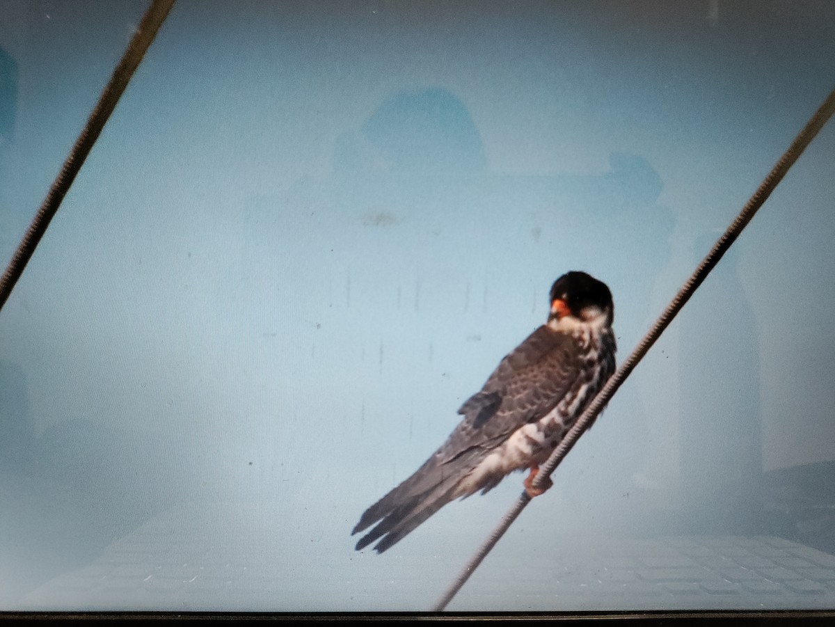 Amur Falcon - Payal Patel
