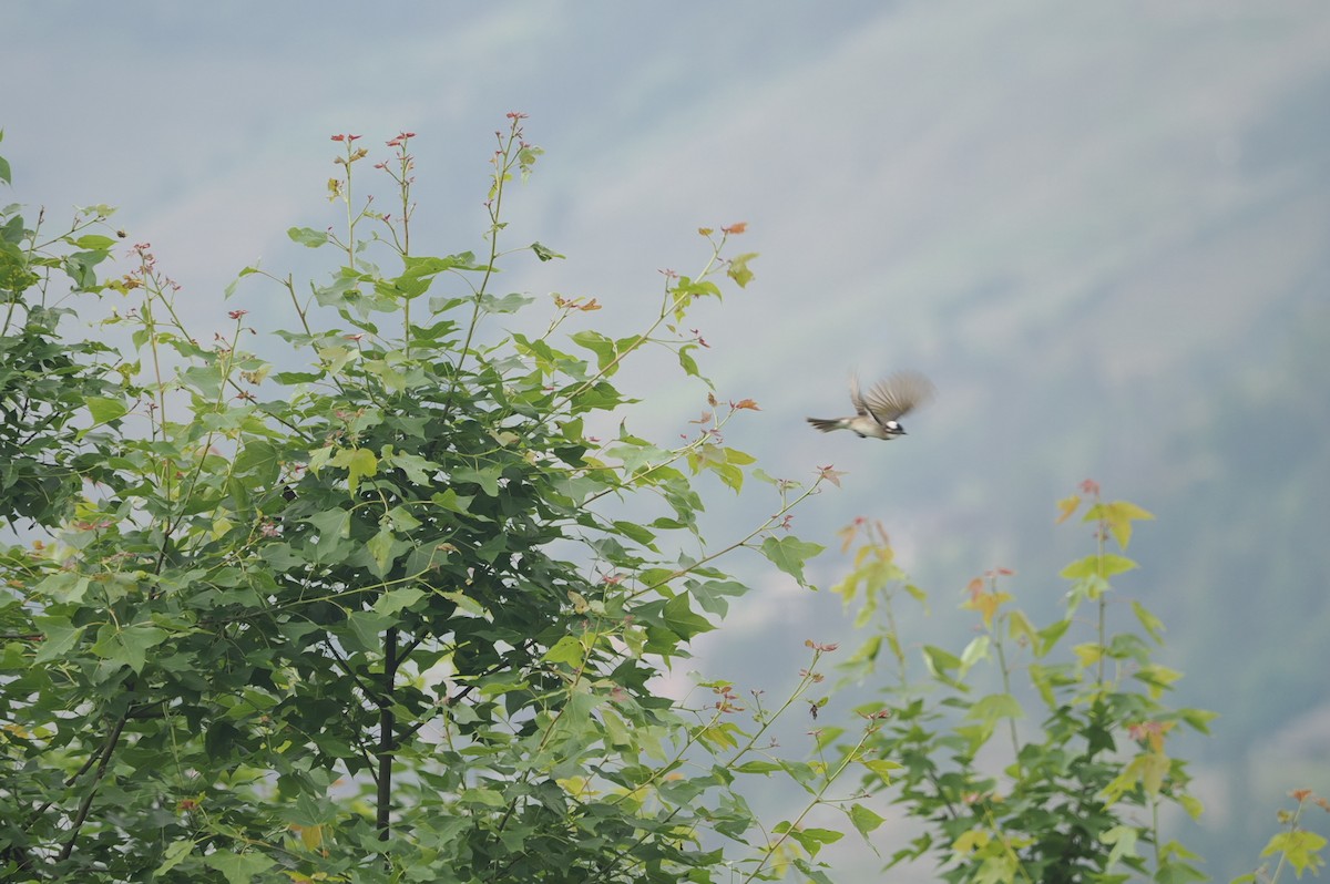 Light-vented Bulbul - Marius Grathwohl