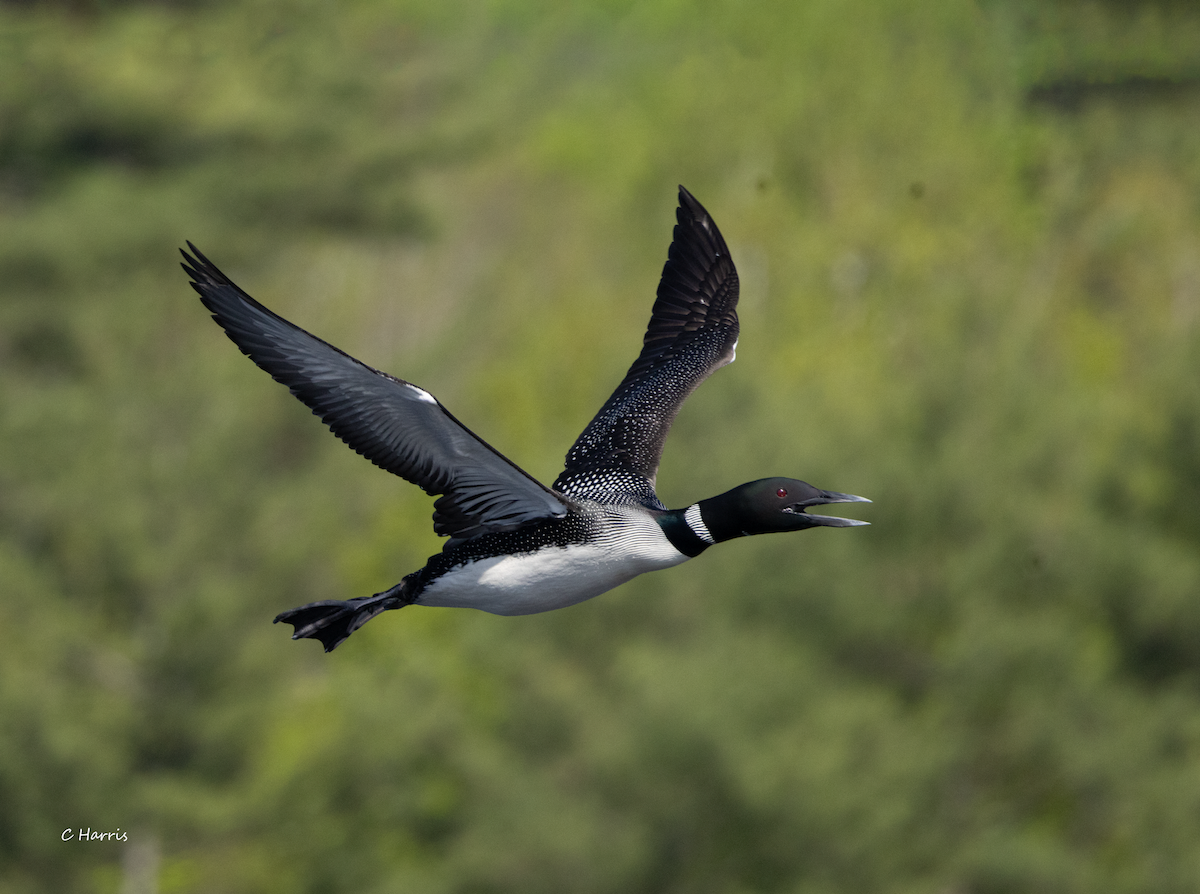 Common Loon - Charles Harris