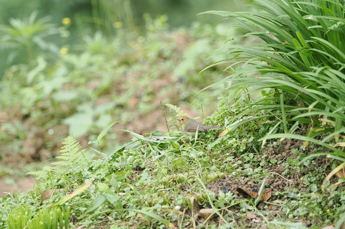 Rufous-capped Babbler - ML619388117