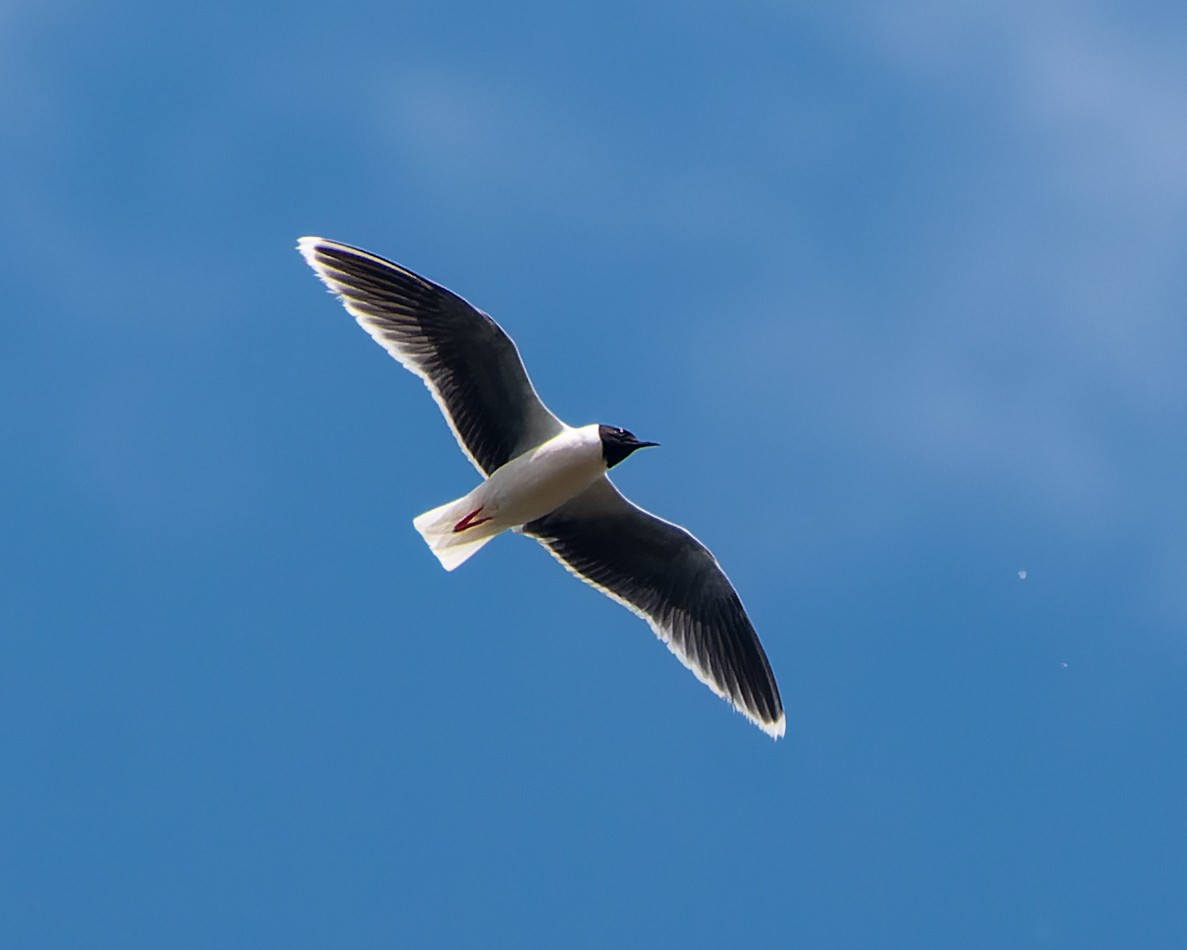 Little Gull - ML619388122