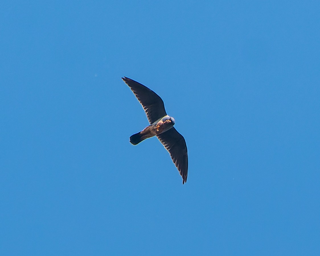 Red-footed Falcon - ML619388124