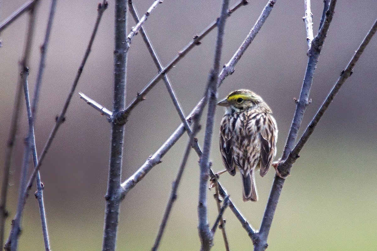 Savannah Sparrow - Marc Boisvert