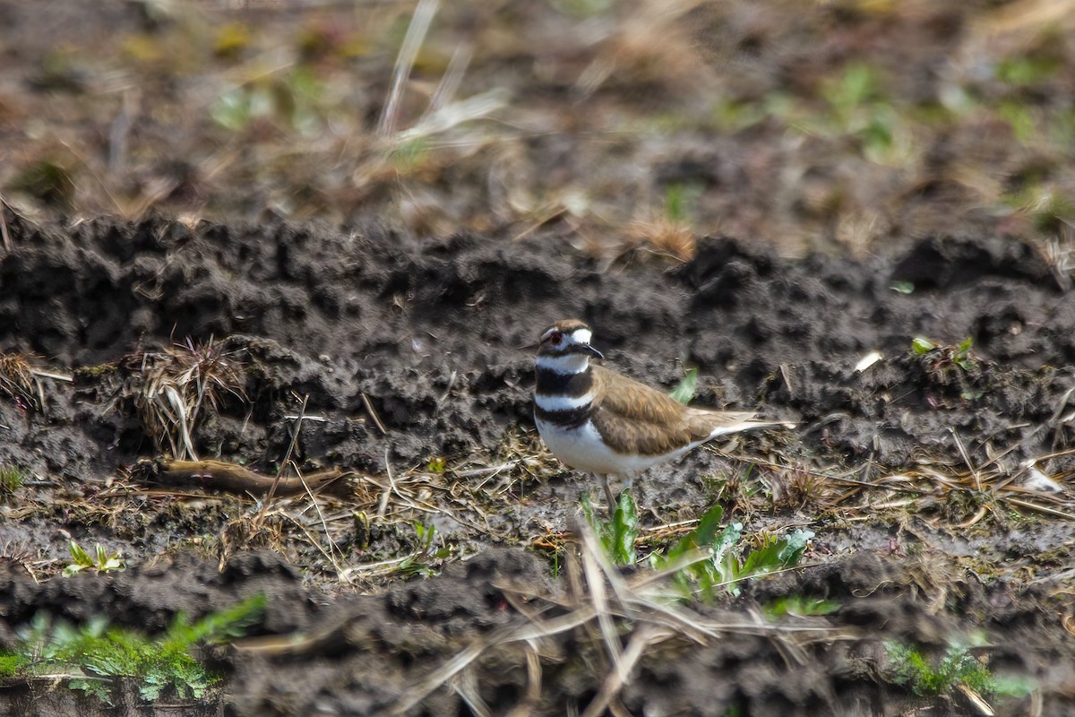 Killdeer - Marc Boisvert