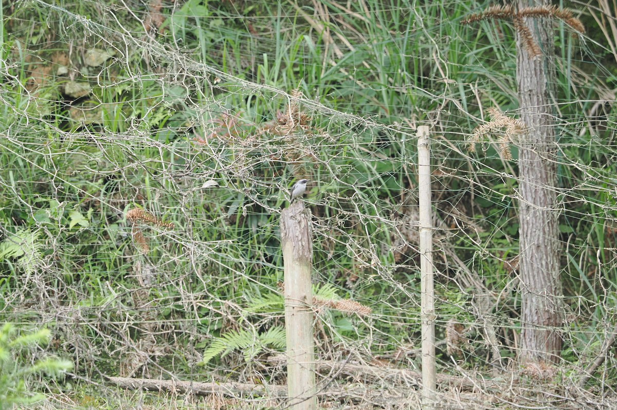 Gray Bushchat - Marius Grathwohl