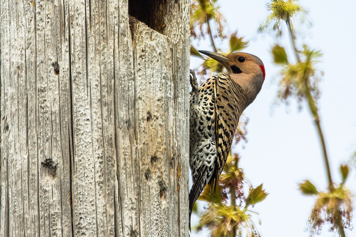 Northern Flicker - Marc Boisvert