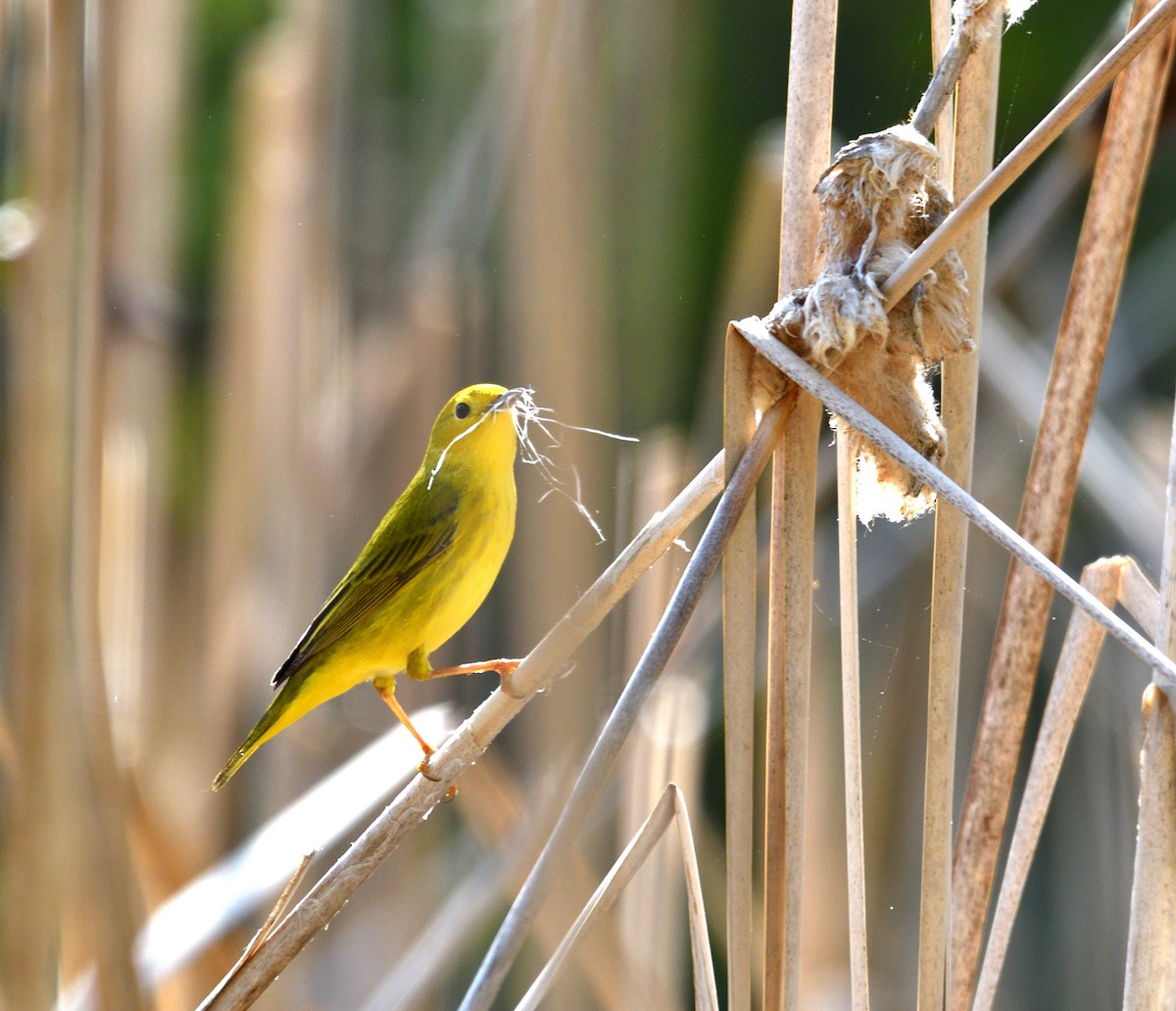 Yellow Warbler - Dominic Thibeault