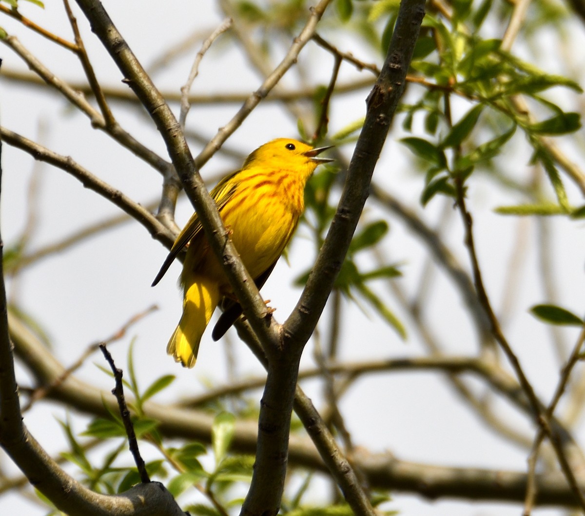 Yellow Warbler - Dominic Thibeault