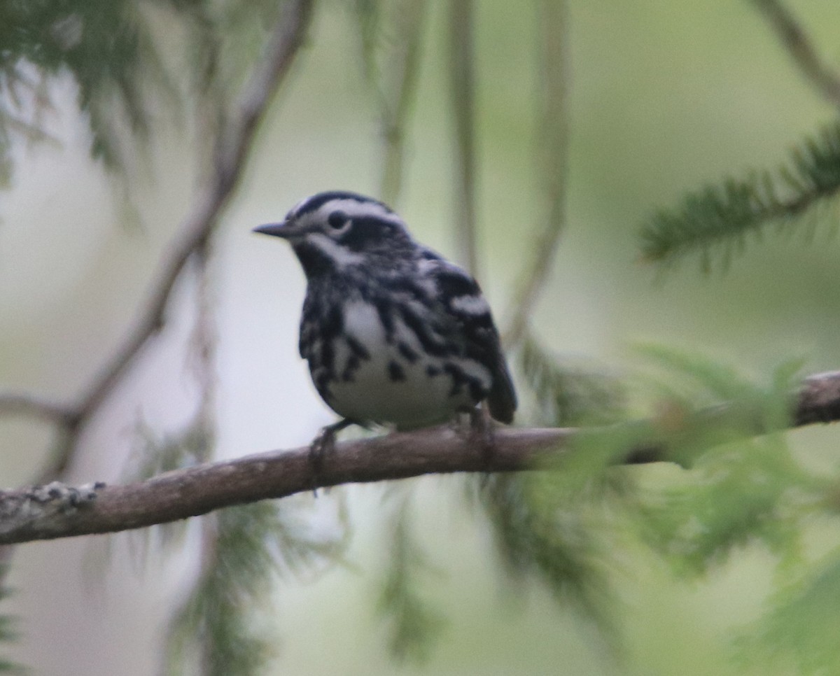 Black-and-white Warbler - ML619388158