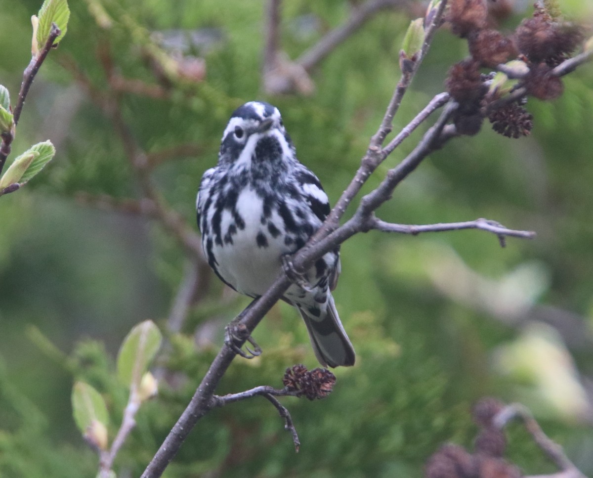 Black-and-white Warbler - ML619388159