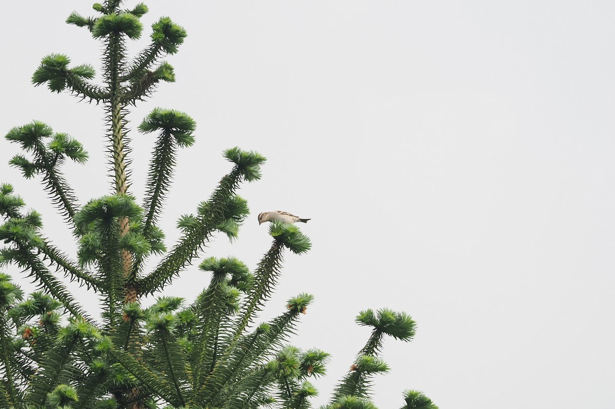 Russet Sparrow - Marius Grathwohl