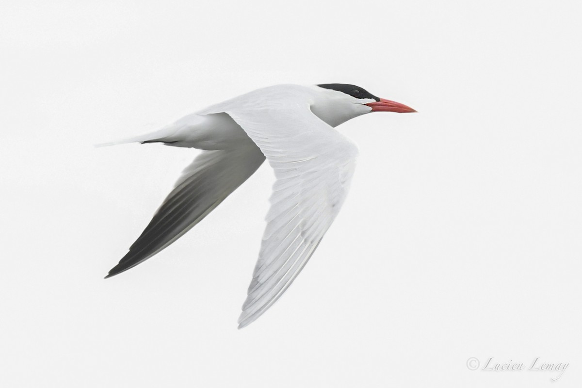 Caspian Tern - Nicole Guénette