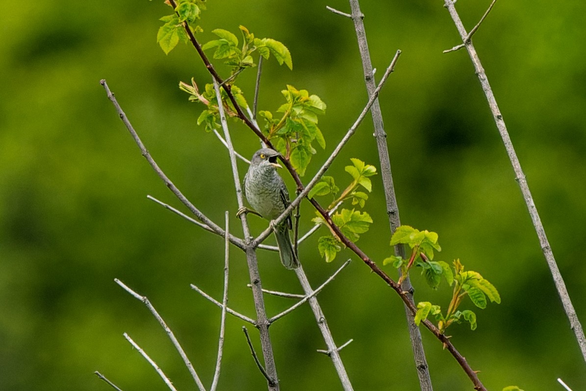 Barred Warbler - ML619388184