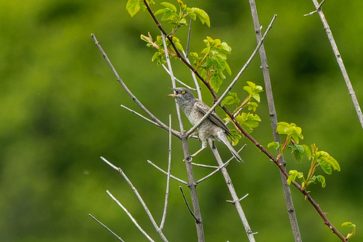 Barred Warbler - ML619388186