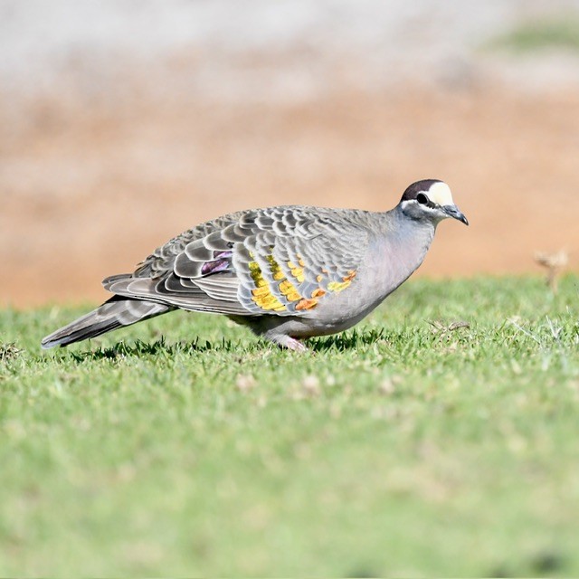 Common Bronzewing - Mike Barrow