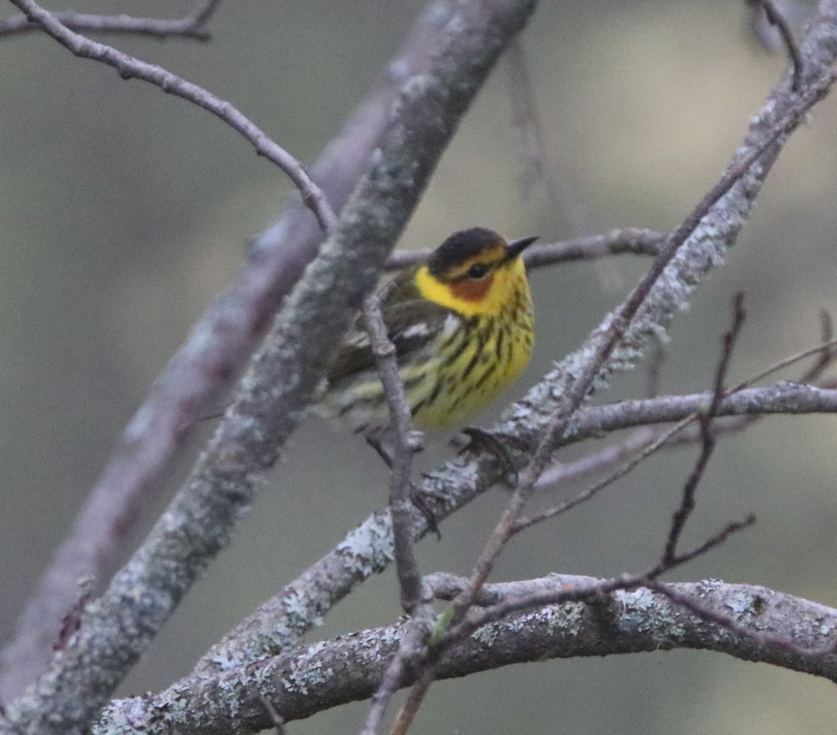 Cape May Warbler - ML619388200