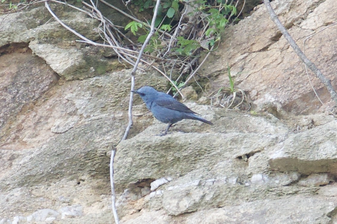 Blue Rock-Thrush (pandoo) - Fran Kim