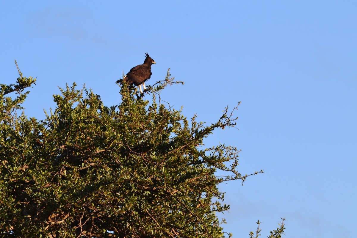 Long-crested Eagle - Chris Kieu