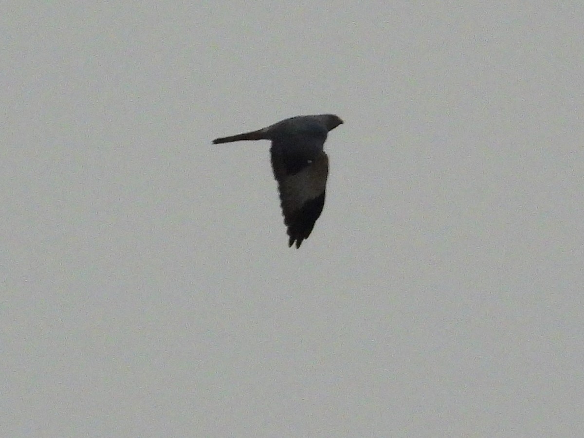 Chinese Sparrowhawk - Suyoung Lee