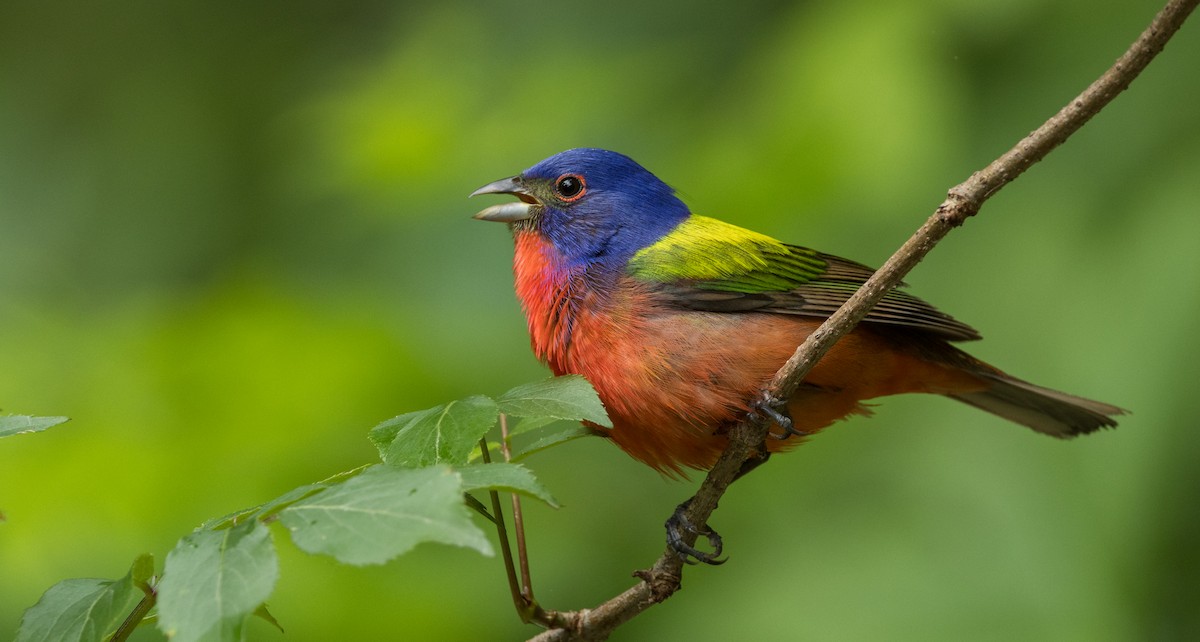 Painted Bunting - Roy Freese