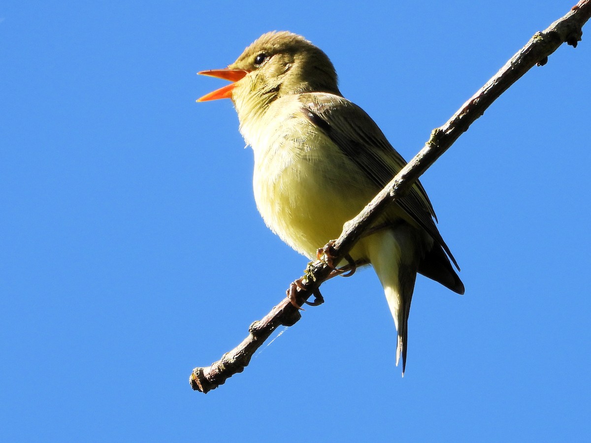 Icterine Warbler - Martin Rheinheimer