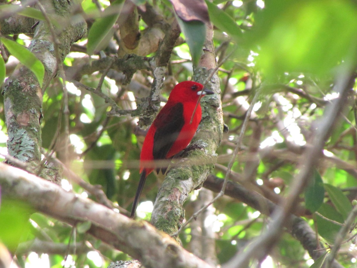Brazilian Tanager - Miguel Angel