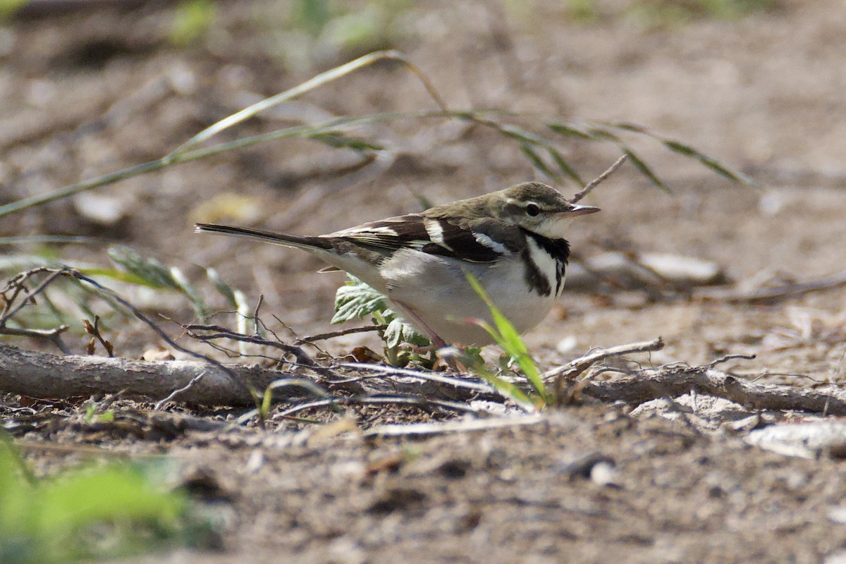 Forest Wagtail - Fran Kim