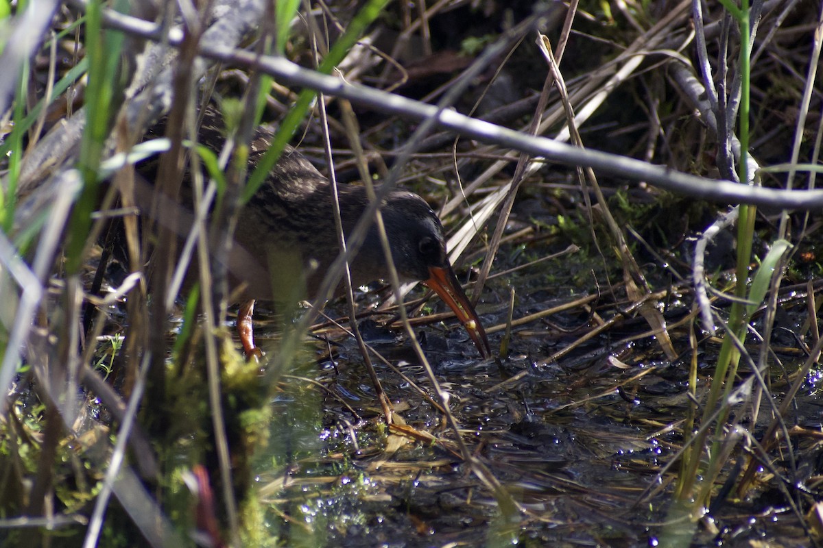 Virginia Rail - Melina Watson