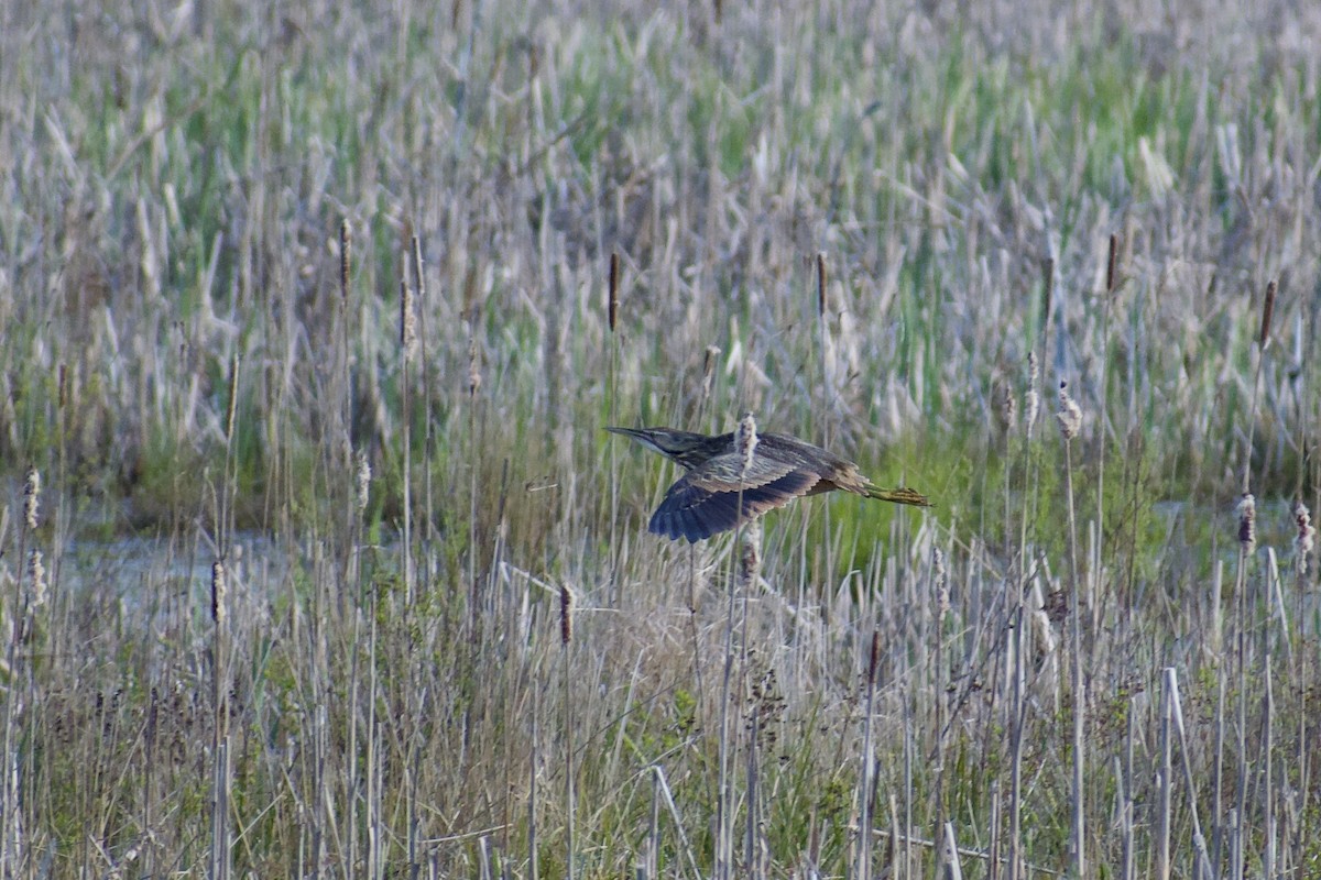 American Bittern - Melina Watson