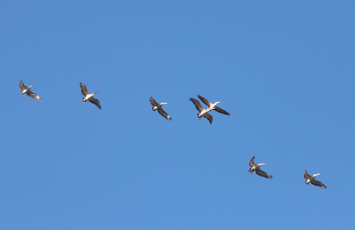 Australian Pelican - ML619388273