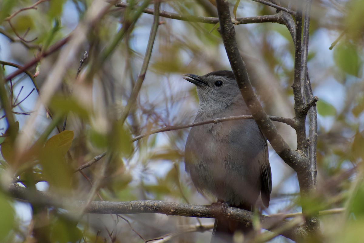 Pájaro Gato Gris - ML619388276