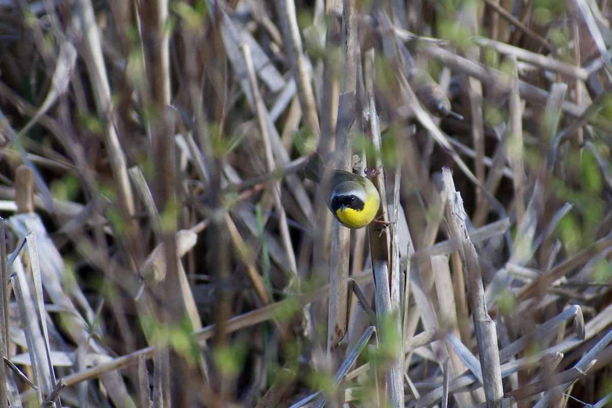 Common Yellowthroat - ML619388283