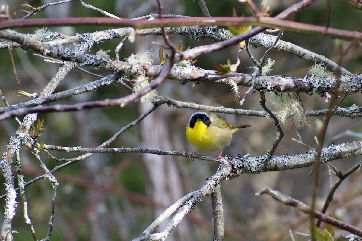 Common Yellowthroat - Melina Watson